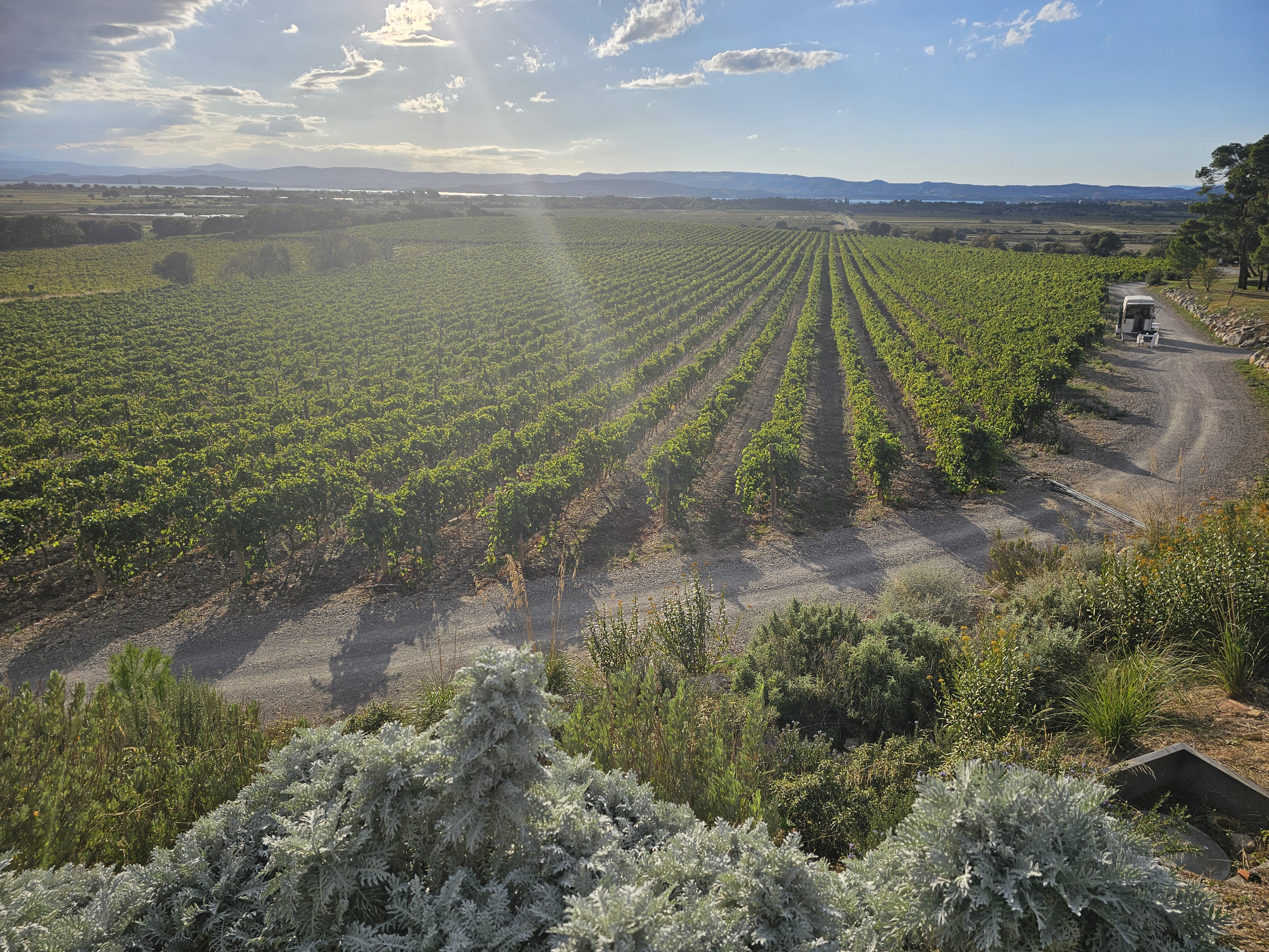 Vineyard at Domaine et Demeure