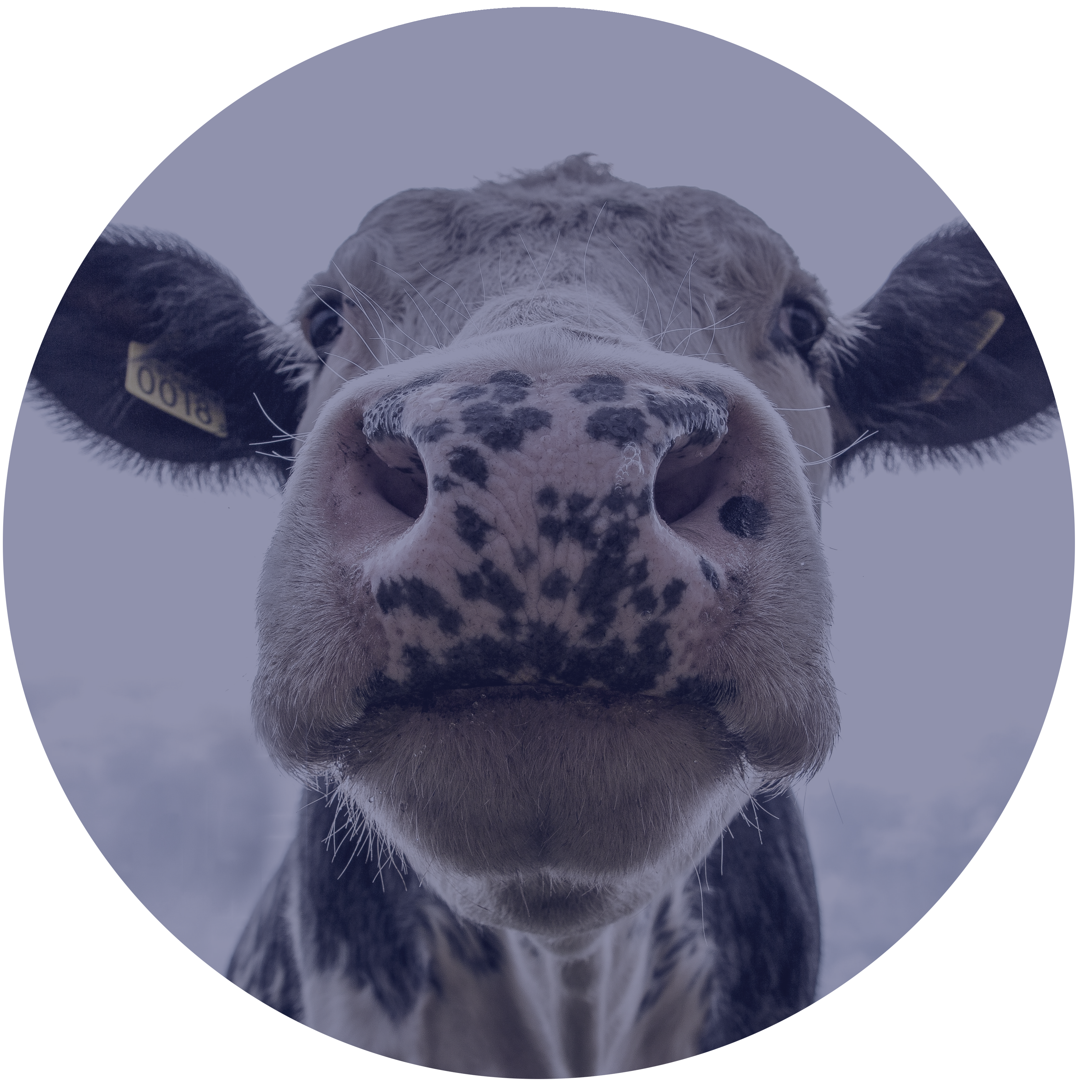 Milking machine manufacturer